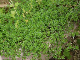 herb