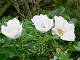 Japanese White Rose