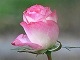 Rose Linen